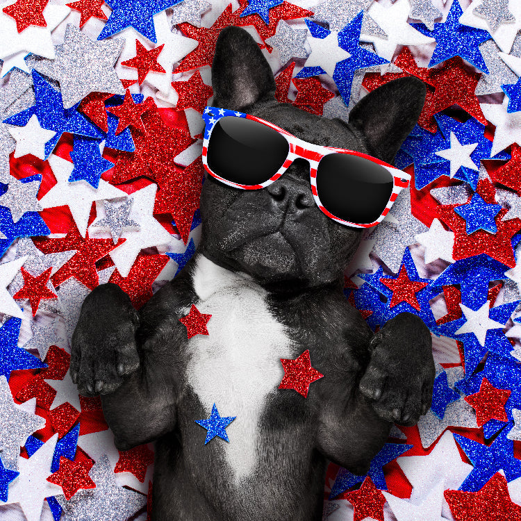 The Rising Trend of Patriotic Pet Fashion